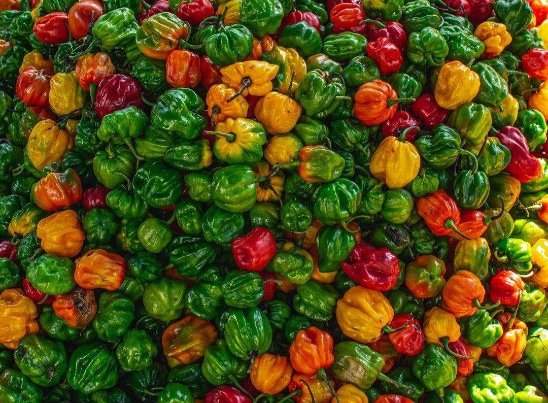 Scotch Bonnet Pepper
