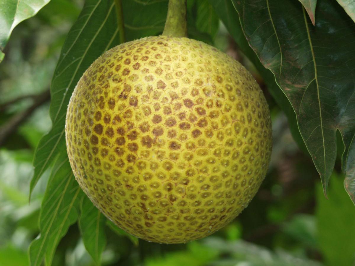 Whole Breadfruit